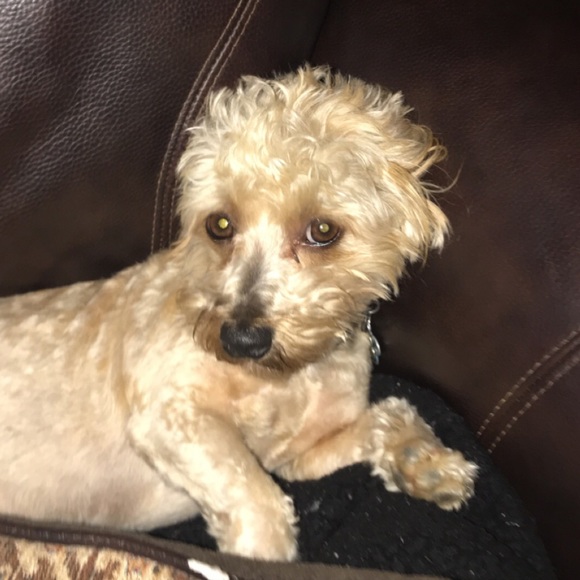 Meet your Posher, Stephanie - Picture 1 of 1